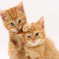 Два кота - популярные песни