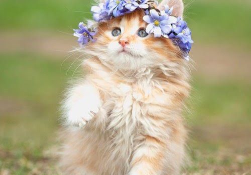 Котомания – Коты в цветочных горшках