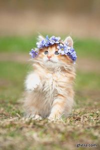 Котомания – Коты в цветочных горшках
